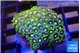 Zoanthus blue magician 3-4 cm WYSIWYG acclimaté