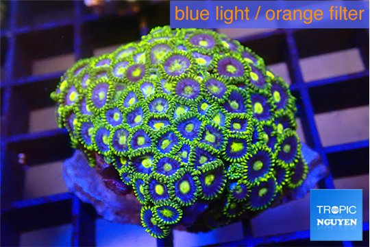 Zoanthus blue magician 3-4 cm WYSIWYG acclimaté