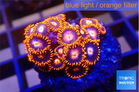 Zoanthus red blue 2-3 cm WYSIWYG acclimaté
