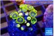 Zoanthus blue magician 2-3 cm WYSIWYG acclimaté