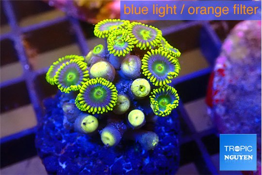 Zoanthus blue magician 2-3 cm WYSIWYG acclimaté