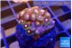 Zoanthus orange purple 2-3 cm WYSIWYG acclimaté