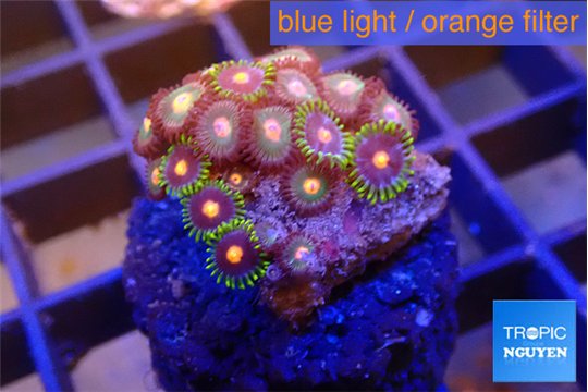 Zoanthus orange purple 2-3 cm WYSIWYG acclimaté