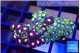 Zoanthus mixed color 3-4 cm WYSIWYG acclimaté