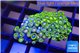Zoanthus blue magician 3-4 cm WYSIWYG acclimaté