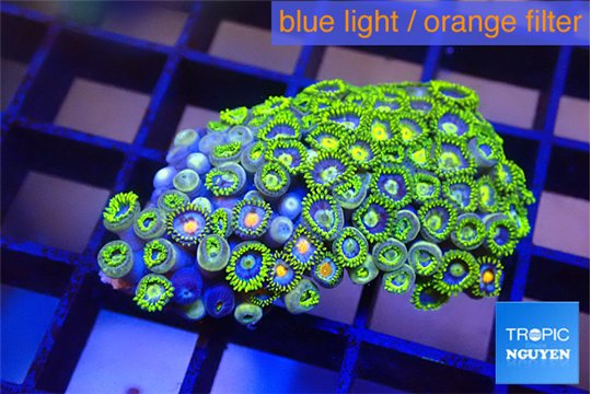 Zoanthus blue magician 3-4 cm WYSIWYG acclimaté