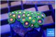 Zoanthus purple green 2-3 cm WYSIWYG acclimaté