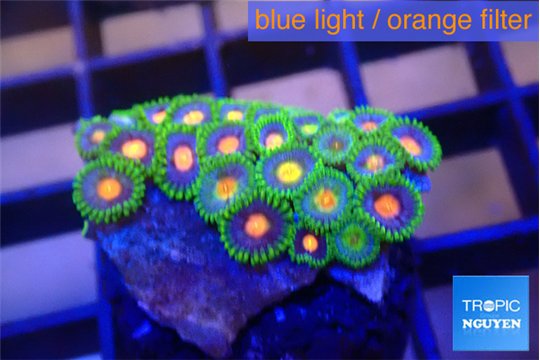 Zoanthus purple green 2-3 cm WYSIWYG acclimaté