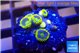 Zoanthus blue magician 4-5 polyps WYSIWYG acclimaté