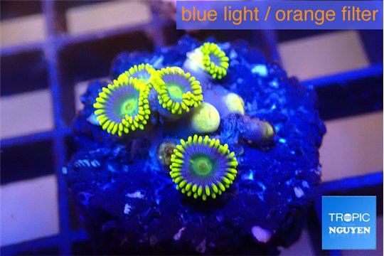 Zoanthus blue magician 4-5 polyps WYSIWYG acclimaté