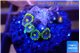 Zoanthus blue magician 4-5 polyps WYSIWYG acclimaté