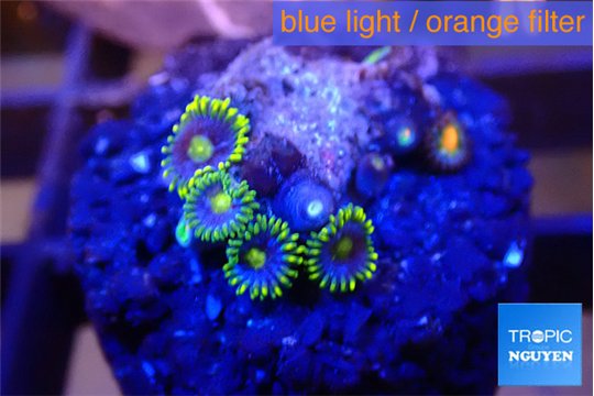 Zoanthus blue magician 4-5 polyps WYSIWYG acclimaté