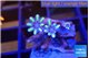 Clavularia papaya lemon tipped 3-4 polyps WYSIWYG acclimaté