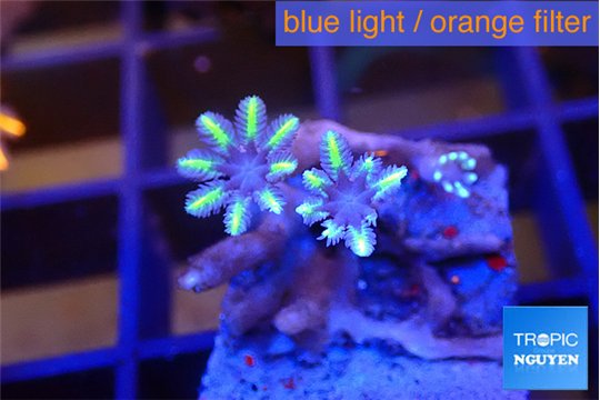Clavularia papaya lemon tipped 3-4 polyps WYSIWYG acclimaté