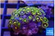 Zoanthus blue magician 3-4 cm WYSIWYG acclimaté