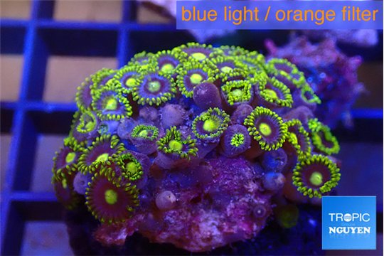 Zoanthus blue magician 3-4 cm WYSIWYG acclimaté