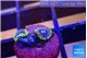 Zoanthus neon blue magician 2 polyps WYSIWYG acclimaté