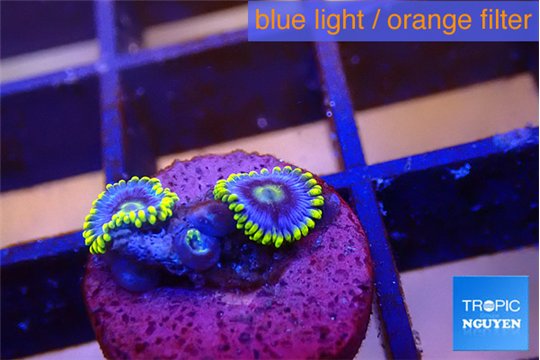 Zoanthus neon blue magician 2 polyps WYSIWYG acclimaté