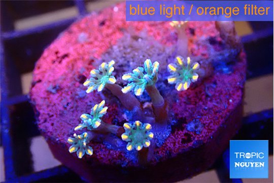 Clavularia papaya fire work 2-4 cm WYSIWYG acclimaté