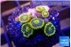 Zoanthus blue magician 6-7 polyps WYSIWYG acclimaté