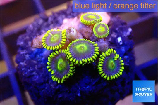 Zoanthus blue magician 6-7 polyps WYSIWYG acclimaté