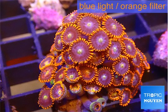 Zoanthus red blue 3-4 cm WYSIWYG acclimaté