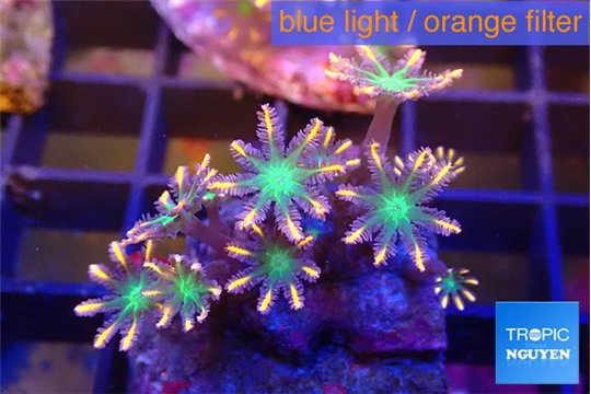 Clavularia papaya fire work 2-4 cm WYSIWYG acclimaté