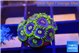 Zoanthus neon blue magician 1-2 cm WYSIWYG acclimaté