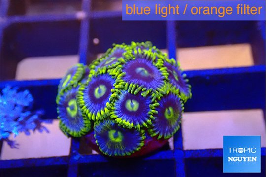 Zoanthus neon blue magician 1-2 cm WYSIWYG acclimaté