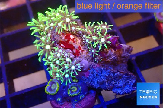 Pachyclavularia neon green 2-3 cm WYSIWYG acclimaté