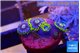 Zoanthus neon blue magician 3-4 polyps WYSIWYG acclimaté