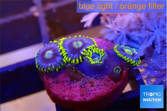 Zoanthus neon blue magician 3-4 polyps WYSIWYG acclimaté