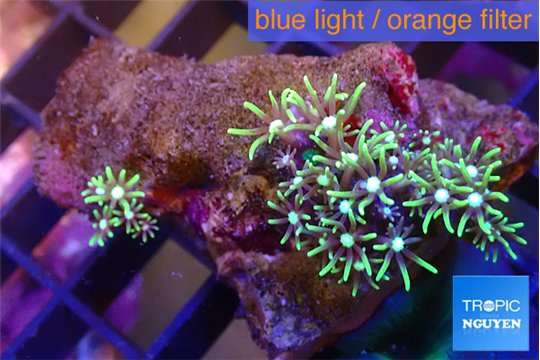 Pachyclavularia neon green 2-3 cm WYSIWYG acclimaté