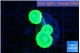 Caulastrea neon green 3 polyps WYSIWYG acclimaté