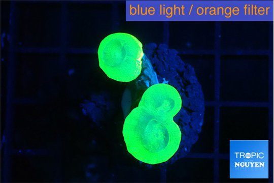Caulastrea neon green 3 polyps WYSIWYG acclimaté