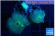 Rhodactis green 2 polyps WYSIWYG acclimaté