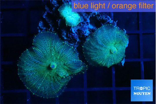 Rhodactis green 2 polyps WYSIWYG acclimaté