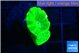 Caulastrea neon green 2 polyps WYSIWYG acclimaté