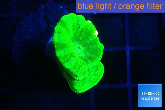 Caulastrea neon green 2 polyps WYSIWYG acclimaté