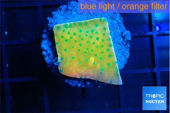 Montipora kung pao phoenix sunset 2-3 cm WYSIWYG acclimaté