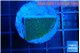 Montipora green & purple polyps 2 cm WYSIWYG acclimaté