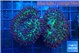 Rhodactis green long hair 2 polyps WYSIWYG acclimaté