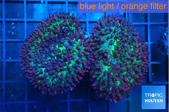 Rhodactis green long hair 2 polyps WYSIWYG acclimaté