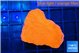 Montipora red cap 3-4 cm WYSIWYG acclimaté