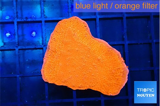Montipora red cap 3-4 cm WYSIWYG acclimaté