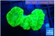 Caulastrea neon green 3 polyps WYSIWYG acclimaté