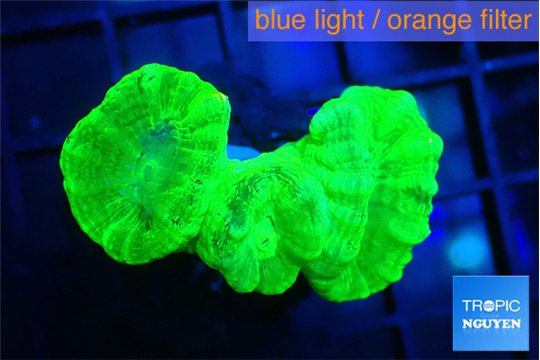 Caulastrea neon green 3 polyps WYSIWYG acclimaté