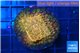 Cyphastrea orange 2-3 cm WYSIWYG acclimaté