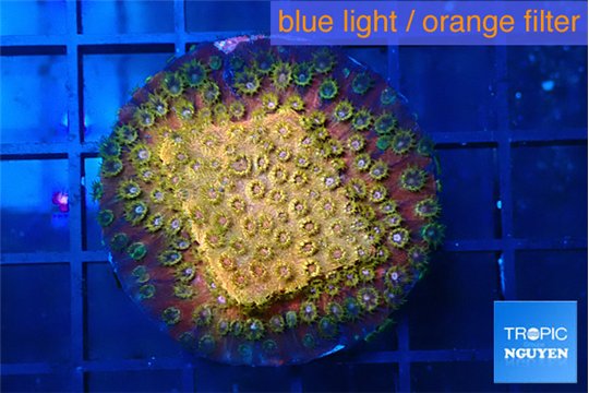Cyphastrea orange 2-3 cm WYSIWYG acclimaté