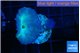 Discosoma deep blue avatar 2 polyps WYSIWYG acclimaté